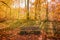 Wooden bench in a forest in autumn