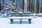 Wooden bench in a forest covered in snowy after a snow storm, with evergreen trees and fluffy snow in the background. Brown tree