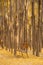 Wooden bench at the forest park with tall tree with yellow ginkgo biloba leaves in autumn