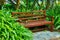 Wooden bench in a garden or park. Beautiful and serene environment to enjoy a peaceful and calm break on a sunny day