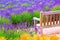 A wooden bench and Lavender fields in England, UK