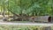 Wooden bench next to a huge old trunk of a fallen tree with brown tinder fungus next to a path with lush trees in the background