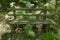 Wooden Bench Overgrown With Green Lichen And Green Ferns