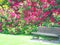 Wooden bench in the park and red rhododendron