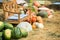 Wooden bench, piles of pumpkins and watermelons on straw