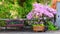 Wooden Bench beside planter with pink flowers