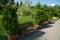 Wooden bench stands between junipers in flowerpots on an alley in a park on a sunny summer day