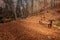 Wooden bench surrounded by autumn leaves in a forest in Corsica