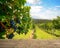 Wooden bench in vineyard - Red wine grapes in autumn before harvest