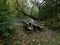 Wooden bench in the woods