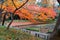 Wooden benches by a gravel path under fiery maple trees & fallen leaves covering the meadow by a pond, in Koishikawa Korakuen Park