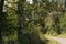 Wooden benches next to a gravel path and birch trees in the foreground in a cozy rural countryside on a sunny day