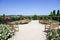 Wooden benches standing in rose garden. Roses flowering in white and pink in summer on beautiful day.