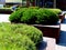 Wooden benches and street planters with evergreen shrubs and lavender bushes