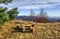 Wooden benches, table and bonfire site on the glade near pine tr