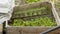 Wooden bins, in the vegetable garden, in which seedlings sprout, in June