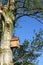 Wooden bird box on trunk of silver birch tree