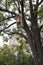 Wooden Birdhouse for birds high on a tree with an inscription hotel