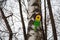 A wooden birdhouse of bright yellow green purple color, tied high with a rope to a birch tree. Ecology, help to nature, birds