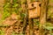 Wooden birdhouse lodged between two trees