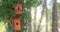 Wooden birdhouse and nesting box on a tree outdoor in a forest nature, animals wildlife 4k video