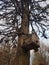 Wooden birdhouse, on a tree in the autumn, in the style of the house Amsterdam, in Russia in the estate Kuskovo