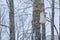 Wooden birdhouse on a tree waiting for the arrival of birds in s