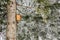 Wooden birdhouse on a tree in the winter wonderland mountain forest with centuries-old spruce and pine in the austrian Alps. Semme