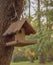 Wooden birdhouse weighs on a tree in the Park