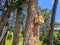 Wooden birdhouses for birds hang on pine trees