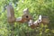 Wooden birdhouses among green trees