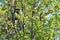 Wooden birdhouses on green trees on spring day