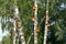 wooden birdhouses on trees in the forest and park. Shelter for bird breeding