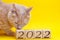 Wooden blocks with the numbers of the new year 2022 on a yellow . A red cat is sniffing them