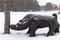 Wooden boar in winter gnaws pine. Wooden statue of a pig in a snowfall