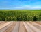 Wooden board empty table in front of canola farm