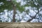 Wooden board empty table in front of natural blurred background. Perspective brown wood over bokeh of tree