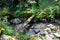 wooden board over mountain stream in ravine