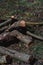 Wooden boards for the fire. Felled tree branches on the ground