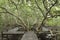 Wooden boardwalk along mangrove forest