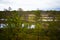 Wooden boardwalk through autumn forest and swamp - Viru raba in