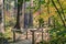 Wooden boardwalk and bridge through an evergreen forest painted in fall colors, Calaveras Big Trees State Park, California