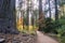 Wooden boardwalk through an evergreen trees forest painted in fall colors, Calaveras Big Trees State Park, California