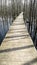 Wooden boardwalk through a flooded bog