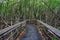 Wooden boardwalk in the Florida Everglades