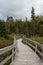 Wooden boardwalk in the forest