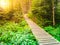 Wooden boardwalk in forest leads to Great Moss Lake, Rejviz, Jeseniky Mountains, Czech Republic