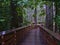 Wooden boardwalk leading through forest of old Douglas fir trees at Cathedral Grove in MacMillan Provincial Park, Canada.