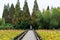 a wooden boardwalk in the lotus pond leading to the woods in the distance