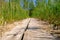 A wooden boardwalk nature trail that leads through the swamp landscape. lush green swamp fauna, grass